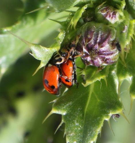 Hippodamia variegata